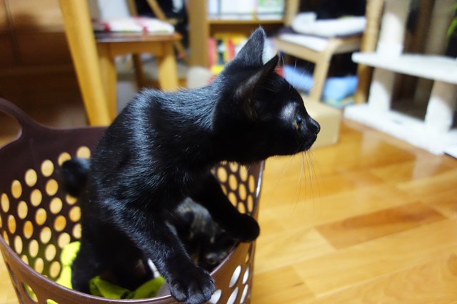 f:id:hiraryo0201:20190803222537j:plain