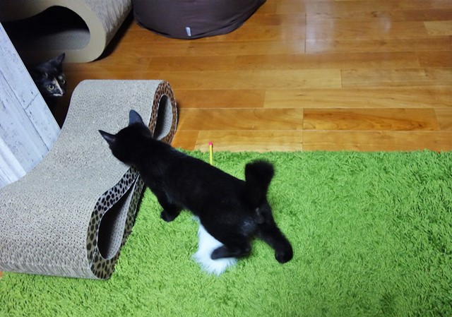 f:id:hiraryo0201:20190803222613j:plain