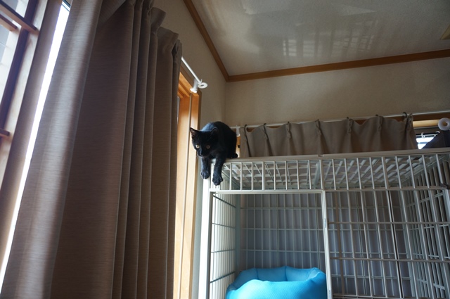 f:id:hiraryo0201:20190804181435j:plain f:id:hiraryo0201:20190804181435j:plain