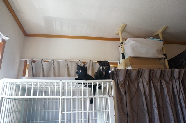 f:id:hiraryo0201:20190804181454j:plain f:id:hiraryo0201:20190804181454j:plain