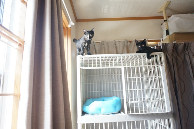 f:id:hiraryo0201:20190804181514j:plain f:id:hiraryo0201:20190804181514j:plain