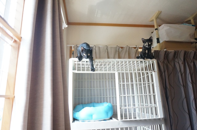 f:id:hiraryo0201:20190804181541j:plain f:id:hiraryo0201:20190804181541j:plain