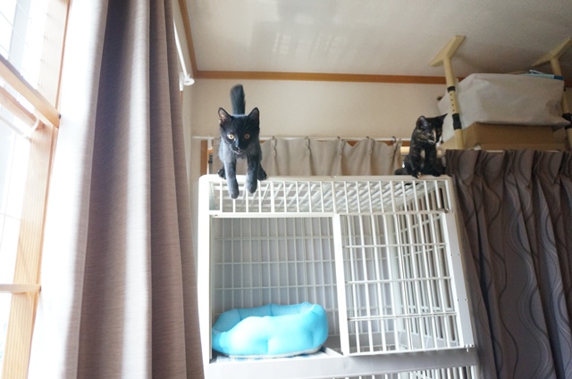 f:id:hiraryo0201:20190804181605j:plain f:id:hiraryo0201:20190804181605j:plain