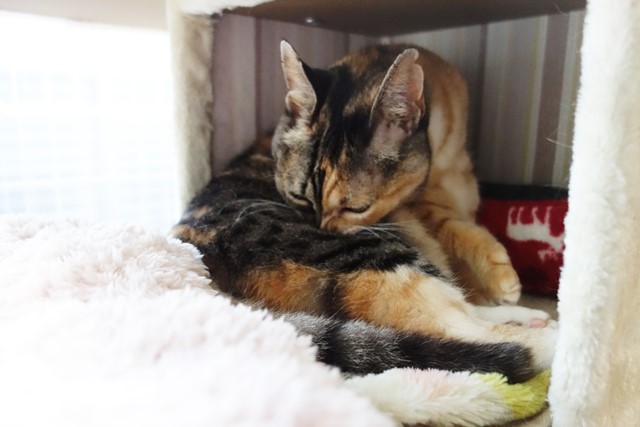 f:id:hiraryo0201:20190804192601j:plain f:id:hiraryo0201:20190804192601j:plain