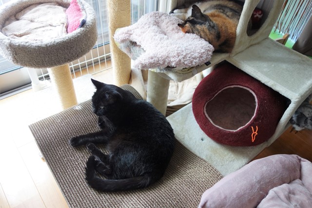 f:id:hiraryo0201:20190804192624j:plain f:id:hiraryo0201:20190804192624j:plain