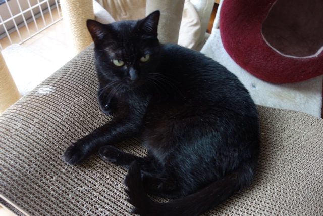 f:id:hiraryo0201:20190804192630j:plain f:id:hiraryo0201:20190804192630j:plain