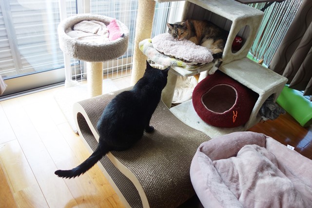 f:id:hiraryo0201:20190804192642j:plain f:id:hiraryo0201:20190804192642j:plain