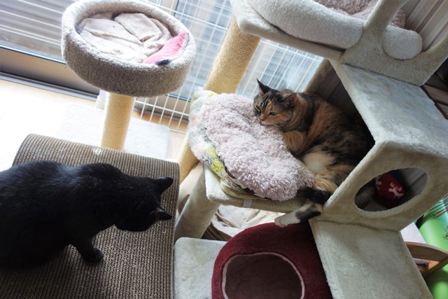 f:id:hiraryo0201:20190804192659j:plain f:id:hiraryo0201:20190804192659j:plain