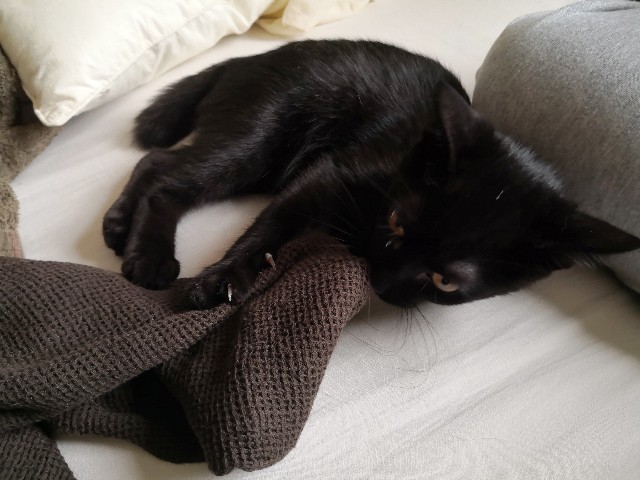 f:id:hiraryo0201:20190813115708j:image