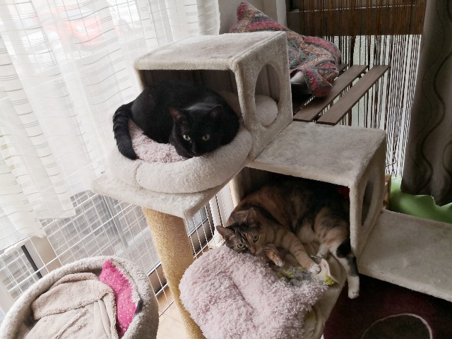 f:id:hiraryo0201:20190817210519j:plain f:id:hiraryo0201:20190817210519j:plain