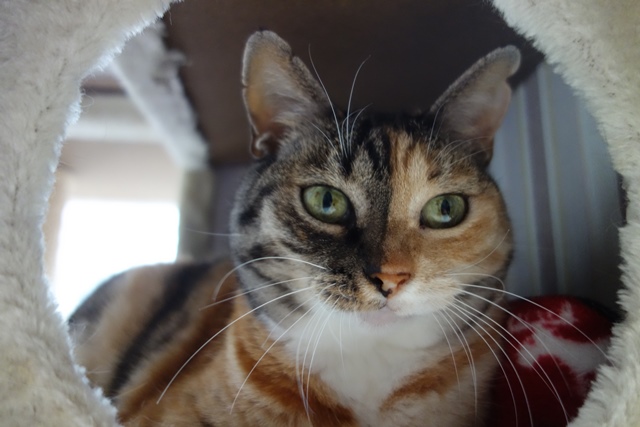f:id:hiraryo0201:20190817223242j:plain