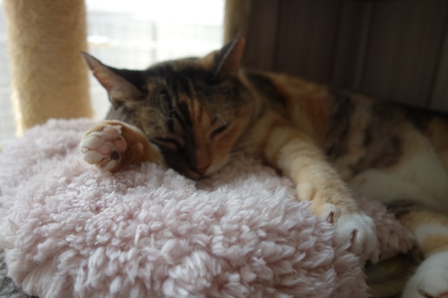 f:id:hiraryo0201:20190817224250j:plain