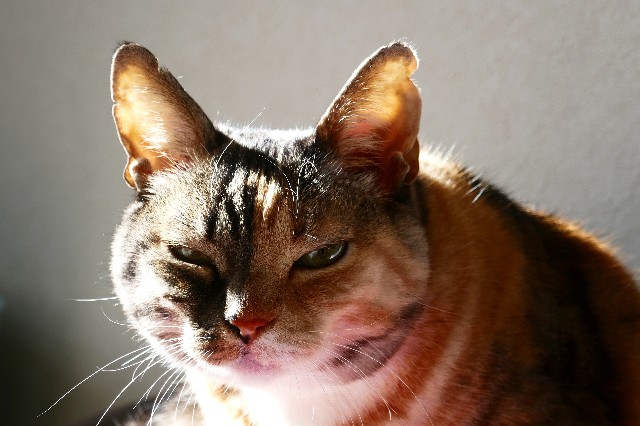 f:id:hiraryo0201:20190824121722j:image