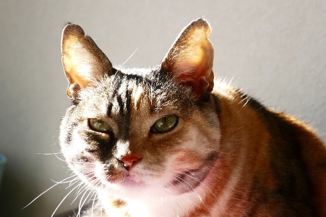 f:id:hiraryo0201:20190824121745j:image