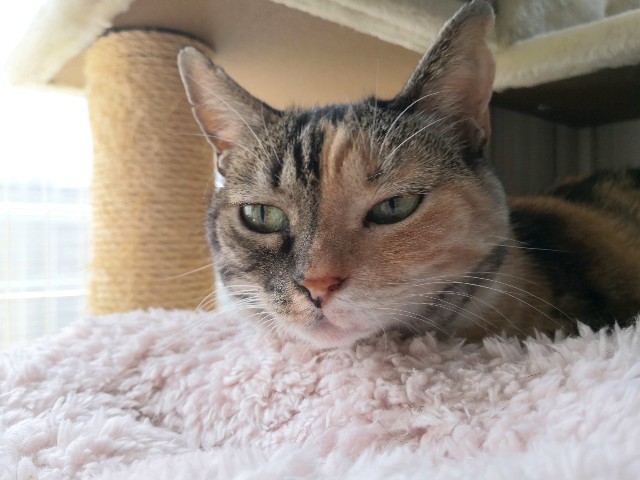 f:id:hiraryo0201:20190825203319j:plain