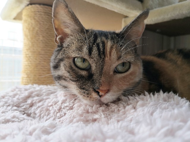 f:id:hiraryo0201:20190825203330j:plain