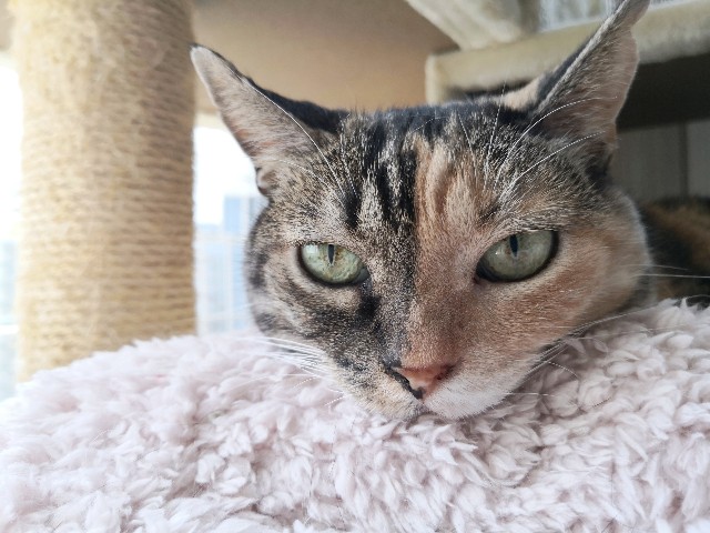 f:id:hiraryo0201:20190825203352j:plain