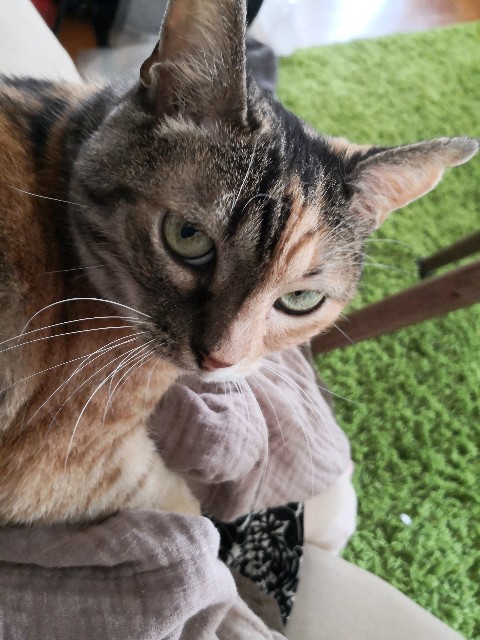 f:id:hiraryo0201:20190825203434j:plain