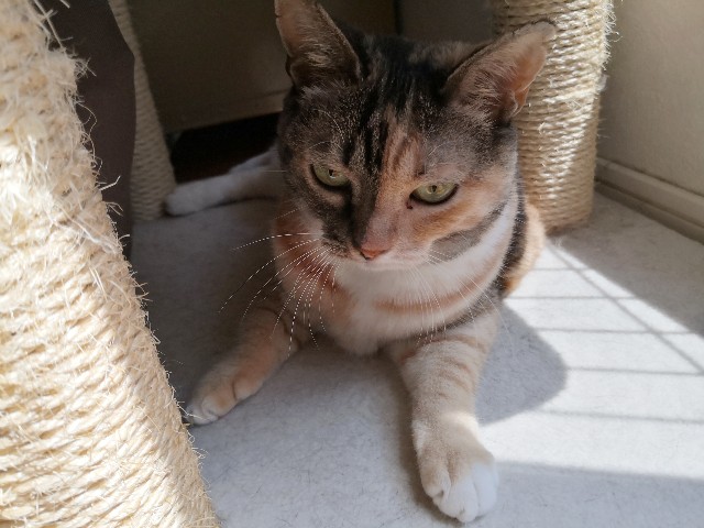 f:id:hiraryo0201:20190825203656j:plain