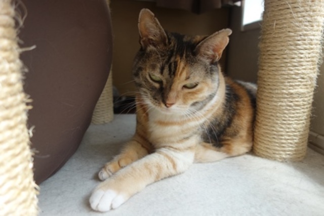 f:id:hiraryo0201:20190825220735j:plain