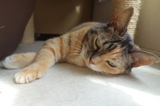 f:id:hiraryo0201:20190825220749j:plain