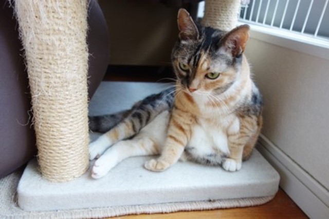 f:id:hiraryo0201:20190825220906j:plain