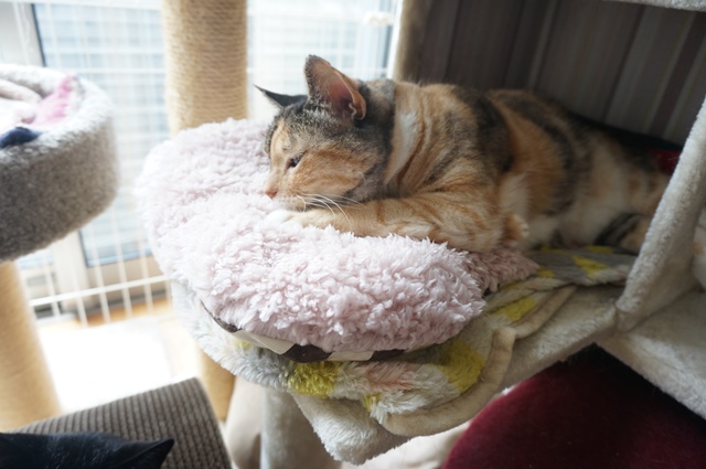 f:id:hiraryo0201:20190825221016j:plain