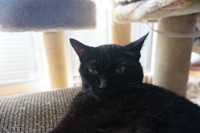 f:id:hiraryo0201:20190825221100j:plain