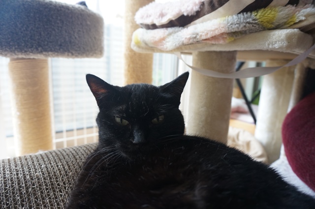 f:id:hiraryo0201:20190825221141j:plain