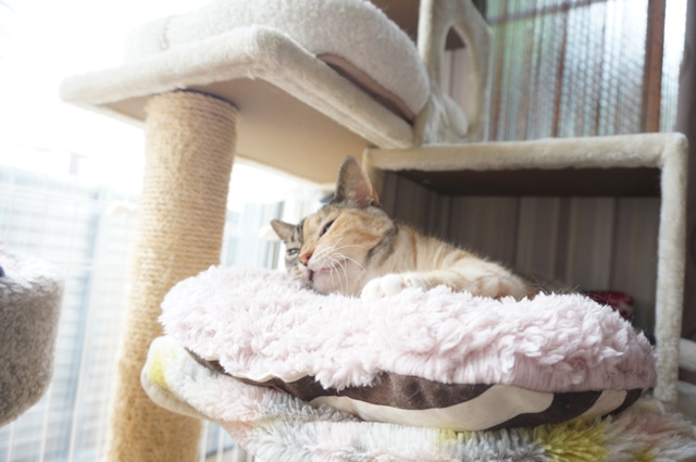 f:id:hiraryo0201:20190825221224j:plain