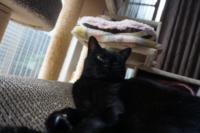 f:id:hiraryo0201:20190825221234j:plain