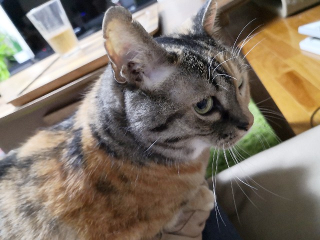 f:id:hiraryo0201:20190901120653j:image