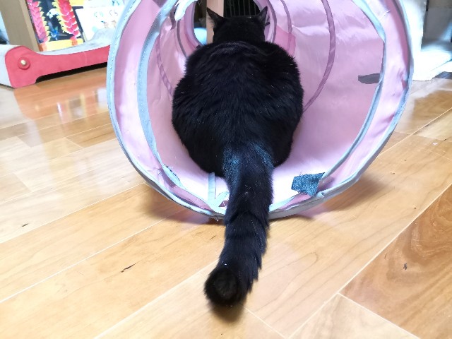 f:id:hiraryo0201:20190906215802j:image