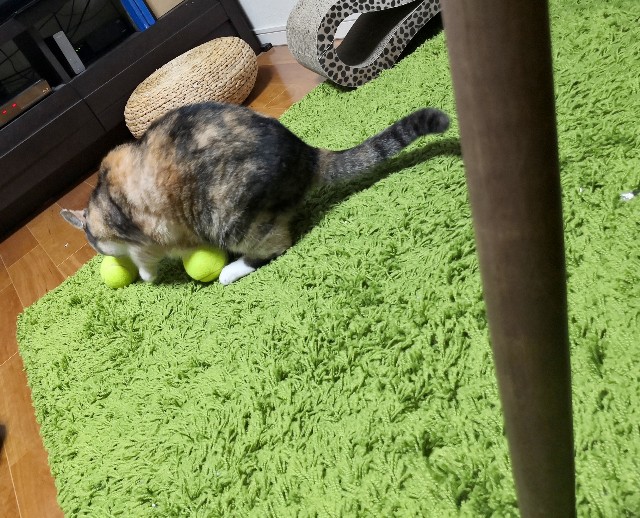 f:id:hiraryo0201:20190906215957j:image
