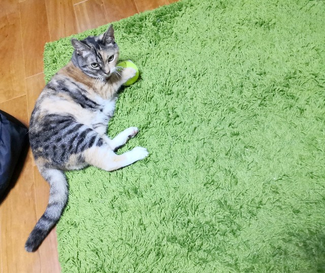 f:id:hiraryo0201:20190907102508j:image