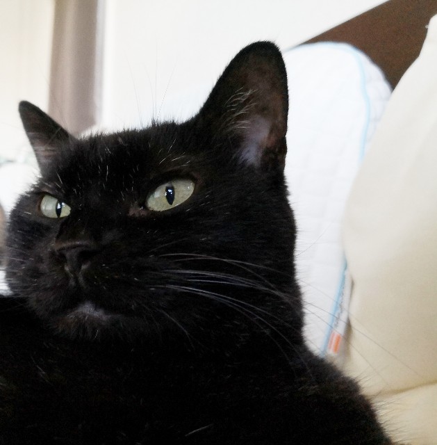 f:id:hiraryo0201:20190907102720j:image