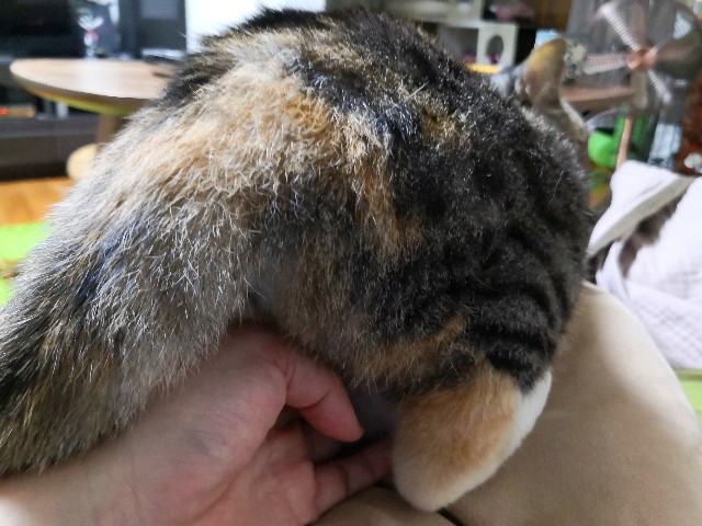 f:id:hiraryo0201:20190907233103j:plain