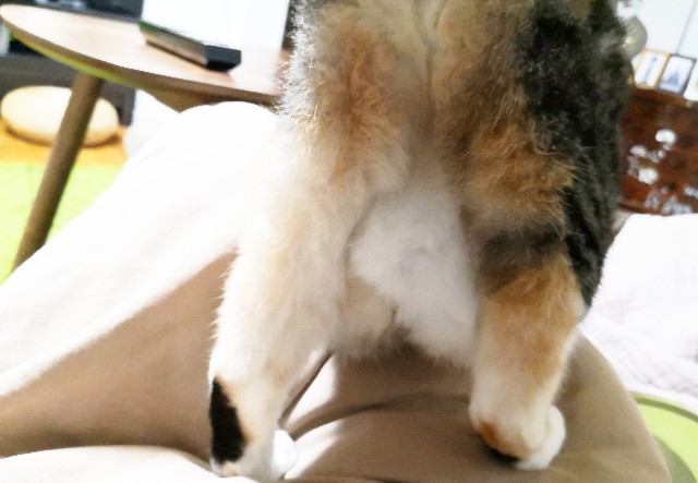 f:id:hiraryo0201:20190907233116j:plain