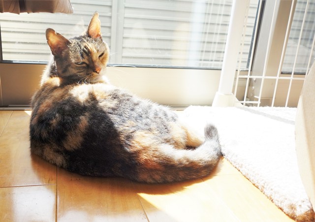 f:id:hiraryo0201:20190908131341j:plain f:id:hiraryo0201:20190908131341j:plain