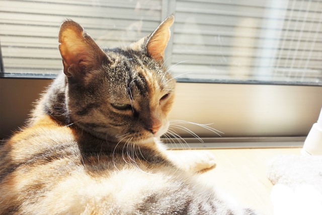 f:id:hiraryo0201:20190908131348j:plain f:id:hiraryo0201:20190908131348j:plain