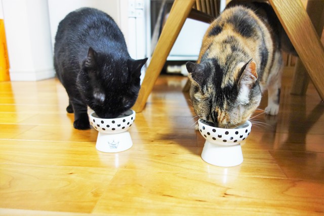 f:id:hiraryo0201:20190908131409j:plain