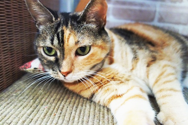 f:id:hiraryo0201:20190908131449j:plain