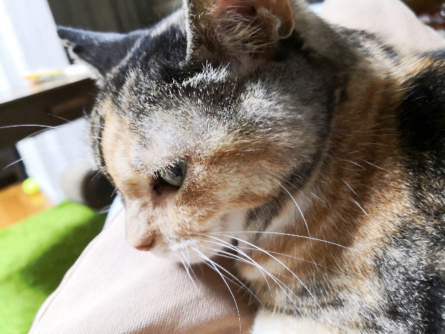 f:id:hiraryo0201:20190911004016j:plain