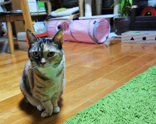 f:id:hiraryo0201:20190916210923j:plain