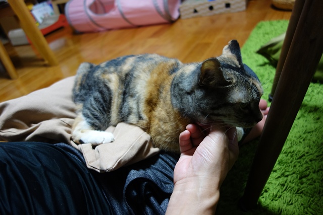 f:id:hiraryo0201:20190916211044j:plain