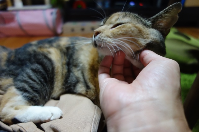 f:id:hiraryo0201:20190916211056j:plain