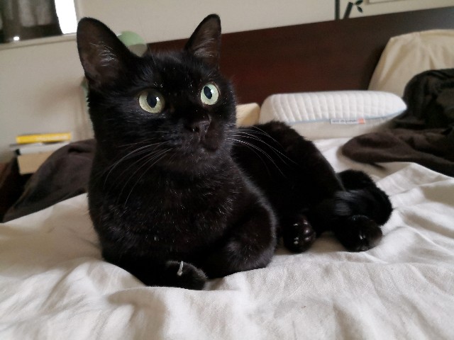 f:id:hiraryo0201:20190921233148j:image