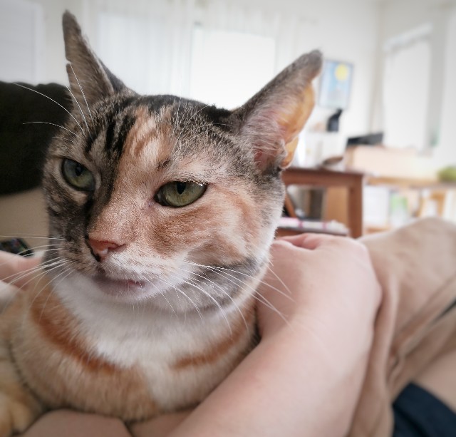 f:id:hiraryo0201:20190923144410j:image f:id:hiraryo0201:20190923144410j:image