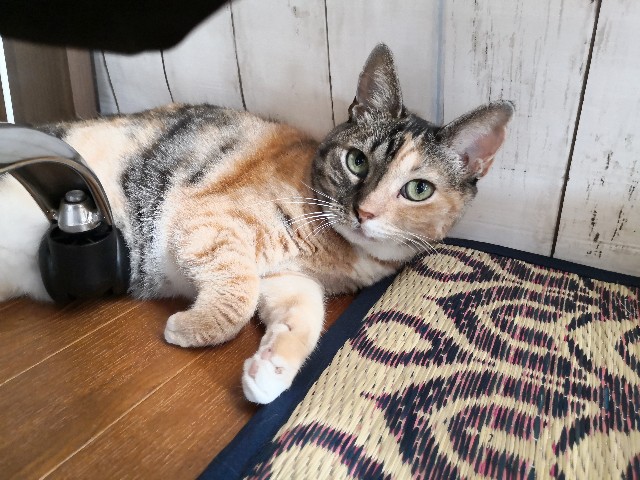 f:id:hiraryo0201:20190923153107j:image f:id:hiraryo0201:20190923153107j:image