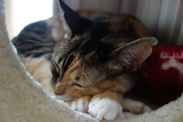 f:id:hiraryo0201:20190923161500j:plain f:id:hiraryo0201:20190923161500j:plain